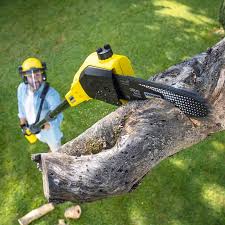 How Our Tree Care Process Works  in  Driggs, ID