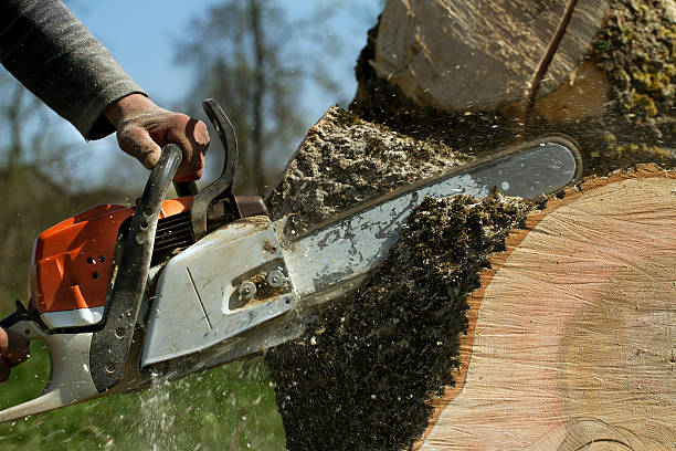 Best Lawn Pest Prevention  in Driggs, ID